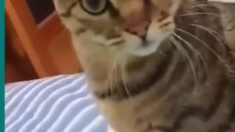 💞😆Cats and dogs fighting very funny😂-- Try not to laugh