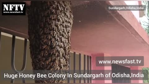 Huge Honey Bee Colony Found In Sundargarh of Odisha,India