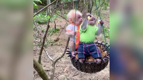Monkeys at Play: A Compilation of Funny Moments