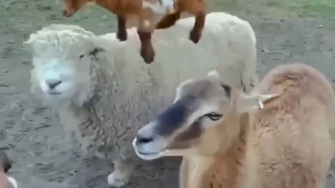 a goat riding a sheep