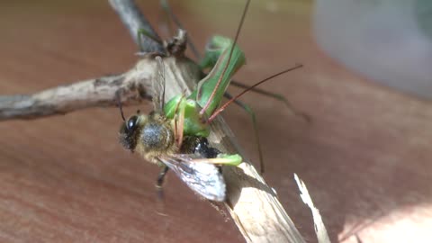 Praying Mantis eats honeybee