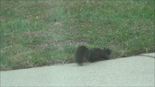 Black Squirrel 09/19/22