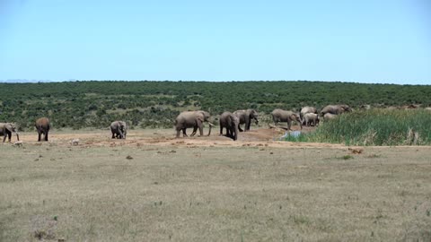 Big herd of elephants around the waterpool in Addo Elephant National Park South Africa