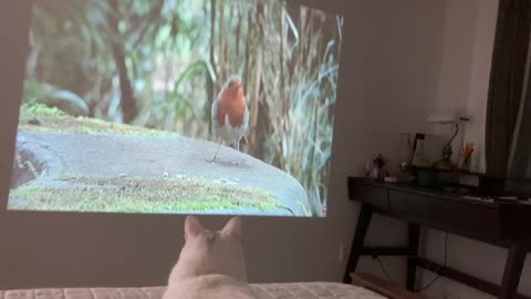 Back view of cute white cat watching tv