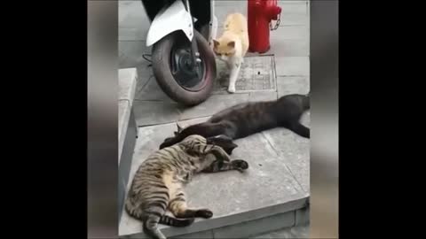 Funny Cats Video Compilation - Very Funny