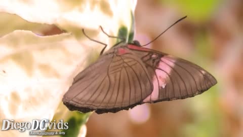 Beautiful Butterfly - Adelpha isis (Limenitidinae) 60fps