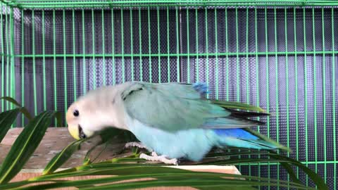 Parrot bird with beautiful colors