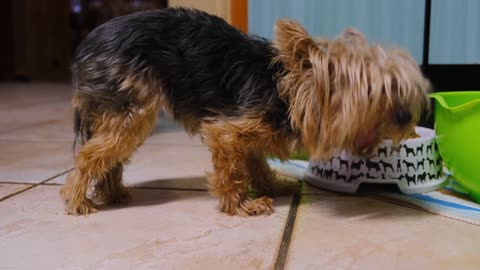 Dog Eating Food On A Pet Plate