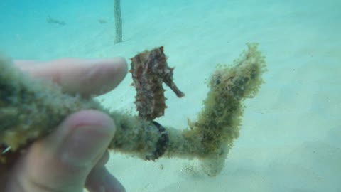 Rare seahorse seen in Bermuda
