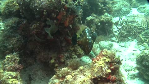 Beautiful Filefish Video