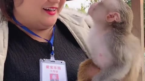 cute and funny monkey