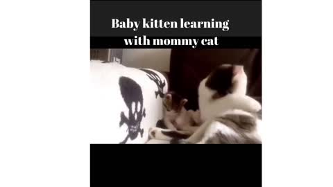 Example is always the best teaching. Baby kitten learning with mommy cat