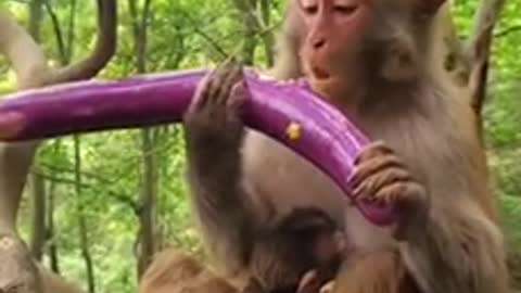 Monkey play with 🍆