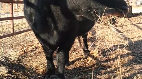 Cow and Lamb First Meeting