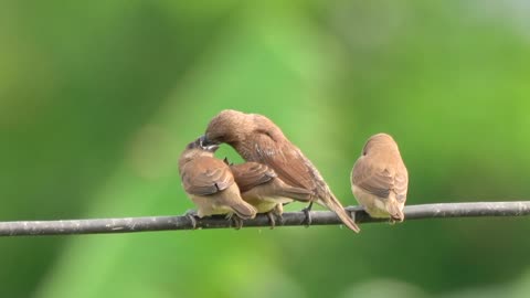 Scaly-breasted Munia feeding juveniles