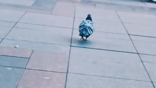 Pigeon thinks flying is boring, loves to walk instead
