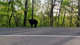 Big Bear by Tail of the dragon road