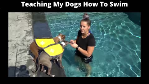 TEACH YOUR DOGS HOW TO SWIM