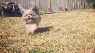 Slow motion grey dog runs toward camera