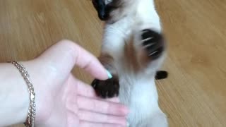 The cat who loves to dance