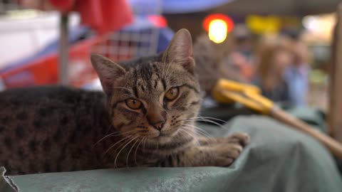 Domestic Tabby cat Playing