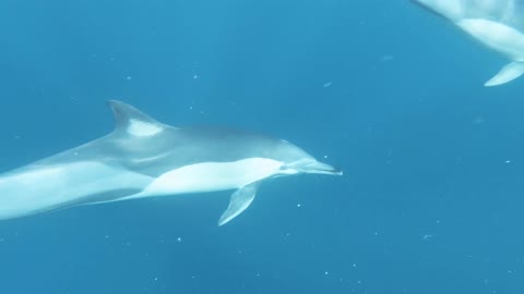Underwater Dolphin