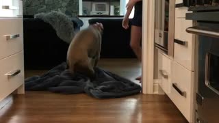 Ace the Weimaraner dog - What the fluff challenge - Fail