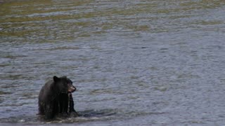 Black Bear Hunting Salmon