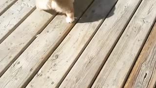 Corgi puppy spinning with sandal in mouth