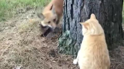 Fox & Cat