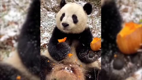 Panda Funny Moment Compilation