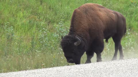 Buffalo, strong animals, 🇨🇦, 🇺🇸