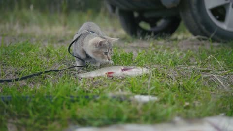 British shorthair cat walking near spear fishing - plays with Freshwater Fish at grass in camping