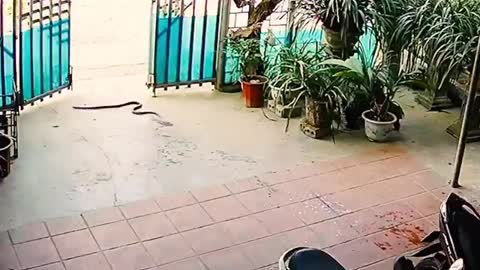 Crazy snake encounter