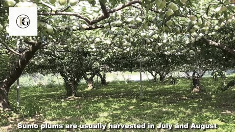 Japan Giant Plum Farm Harvesting - Sumo Plum Japan