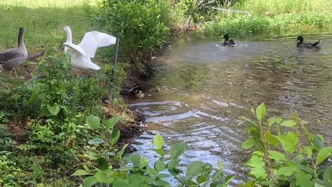 Two baby goslings struggle to make landfall