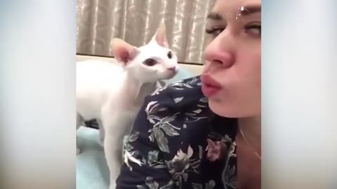 Cats Attacking People Compilation | Cat Slapping Their Owner | Funny Cat Videos #91