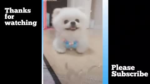 LIVE:Funny dog video,it's tine 4 laugh 2022 with dog's live #4 memes....