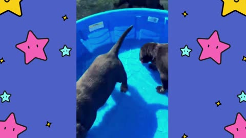 Puppies Enjoying a Day at the Water Park!