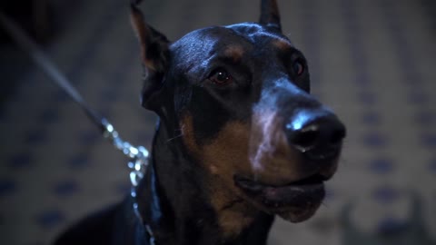 Doberman.Horror.Power.🐩