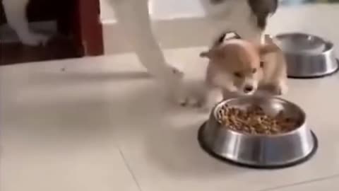 Little Cute Dog Want To Fight With An Husky