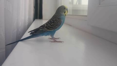 Singing Budgerigar-Kevina