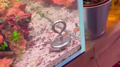 Magnet aquarium soil cleaning trick!