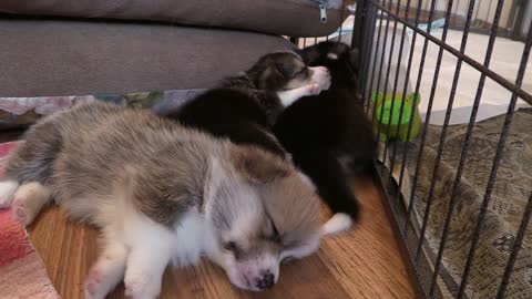 Small cute sleeping dogs