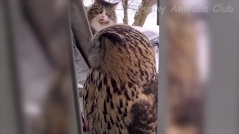 Best Funny Cat Videos That Will Make You Laugh All Day Long 😂😹 2021 v07