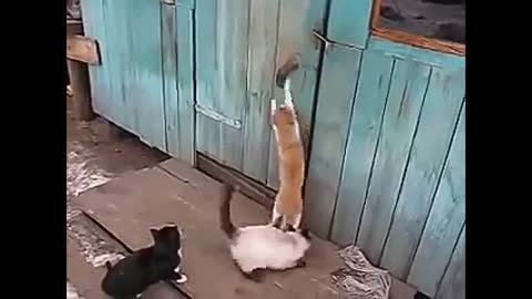 Funny cats opens door. These two little pets are extraordinary