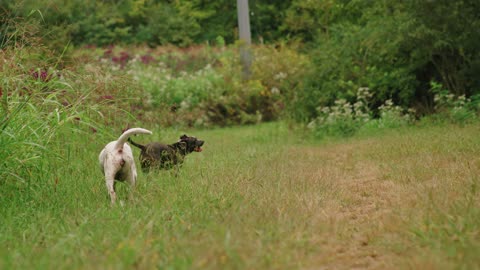 Two Pet Dogs Running In A Grass Field