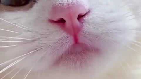 💘 - funny cats meow baby cute