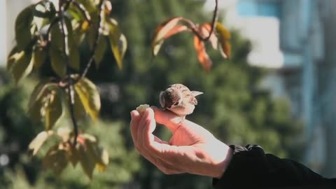 Sparrow taking food from hand