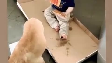 Funny cute baby and dogs